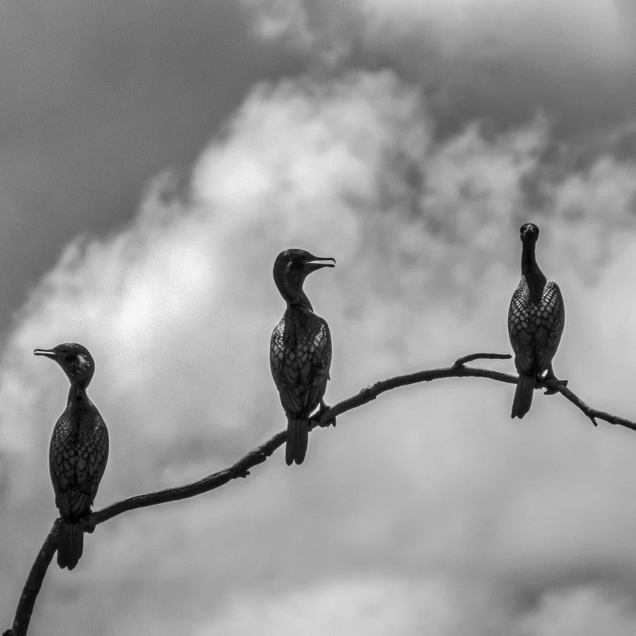 Aristotle’s Raven