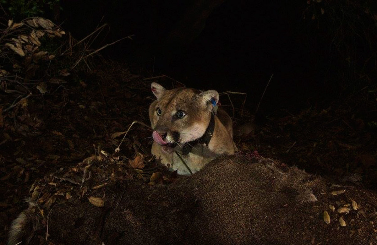 L.A.’s Loneliest Lion