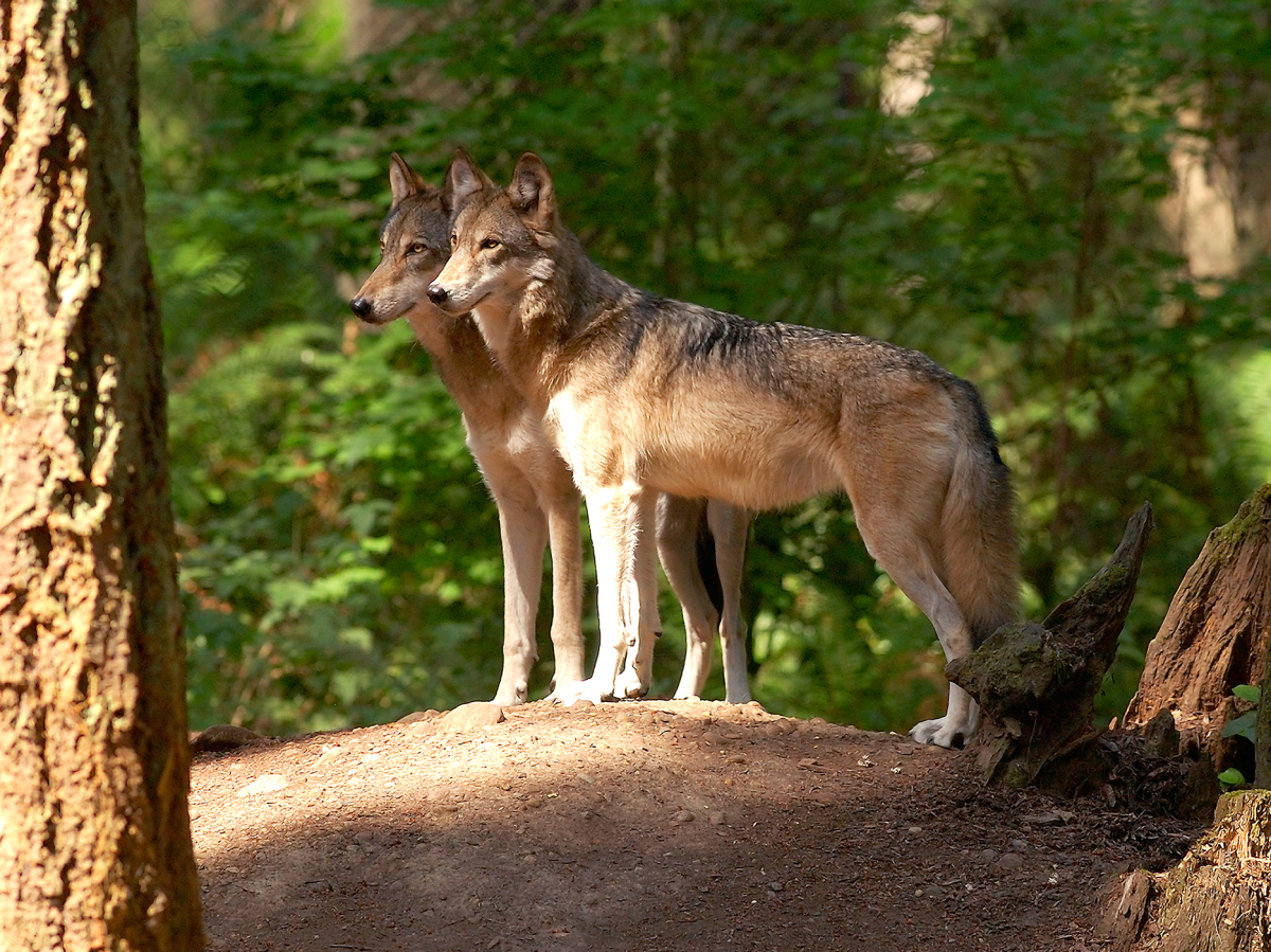 The Carnivores Next Door