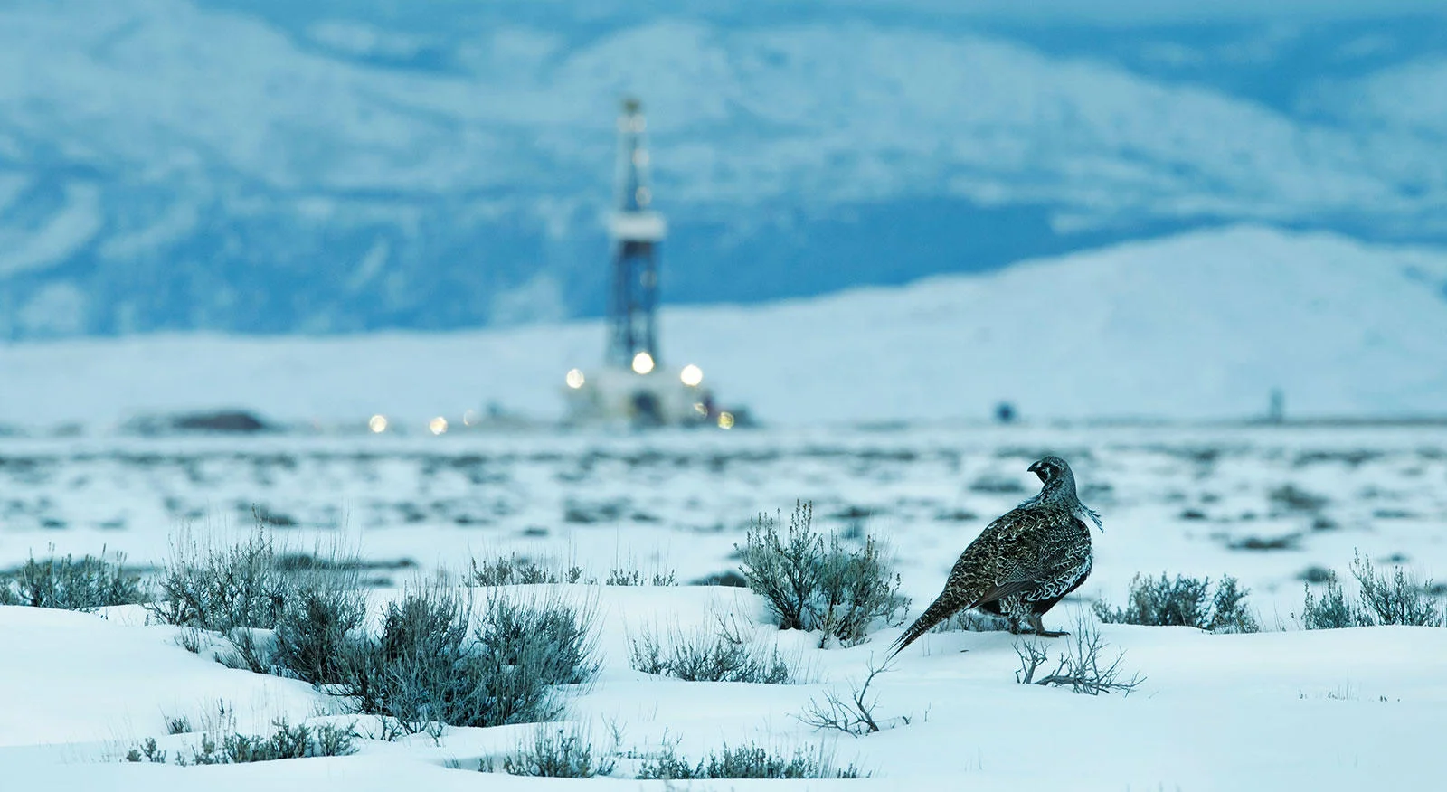 A Storm Gathers for North American Birds