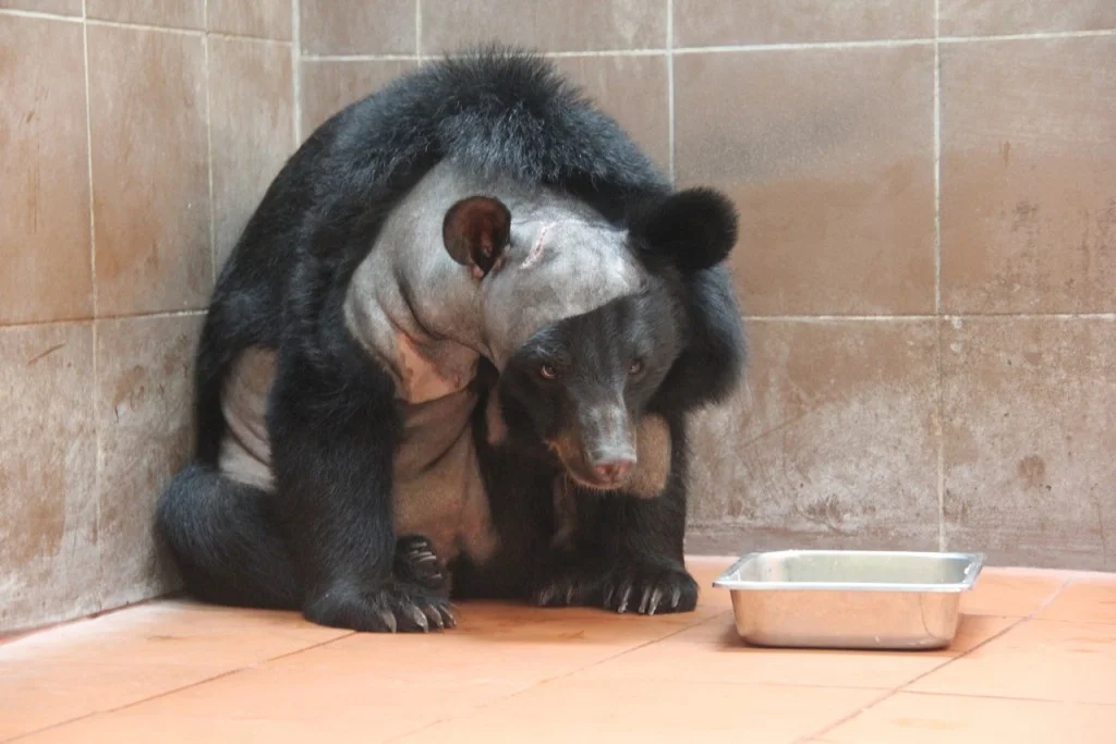 First Brain Surgery Performed on Bear