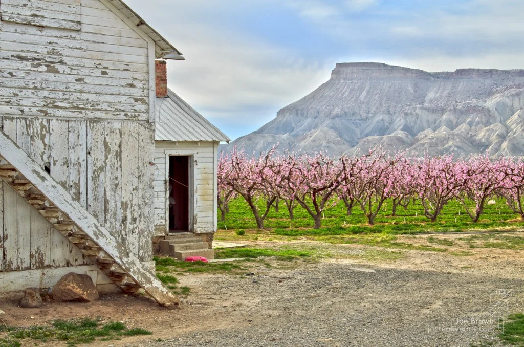 The Darling Buds of May