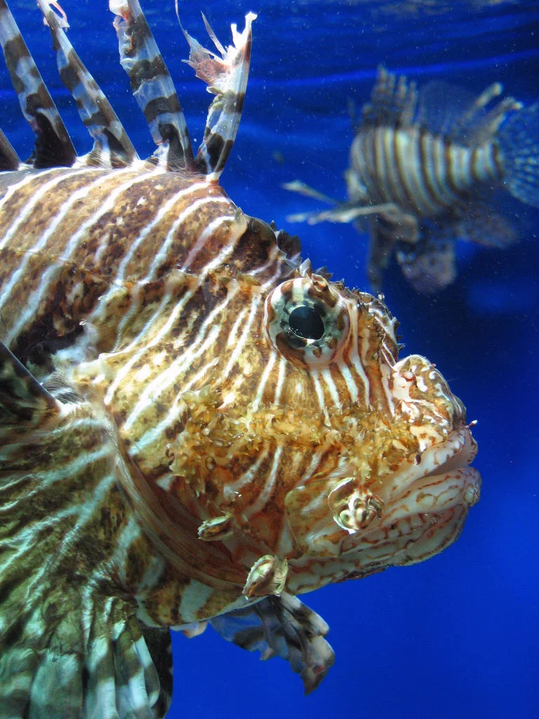 The Invasivore's Dilemma