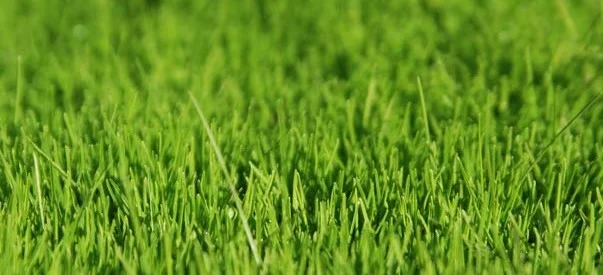 The Lure of the Lawn