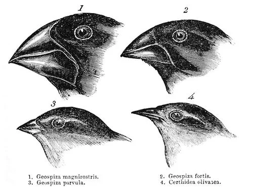 The Speciation of Science Journalists