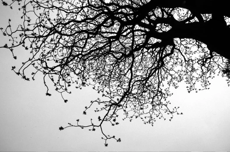 A Tree Persists in Brooklyn