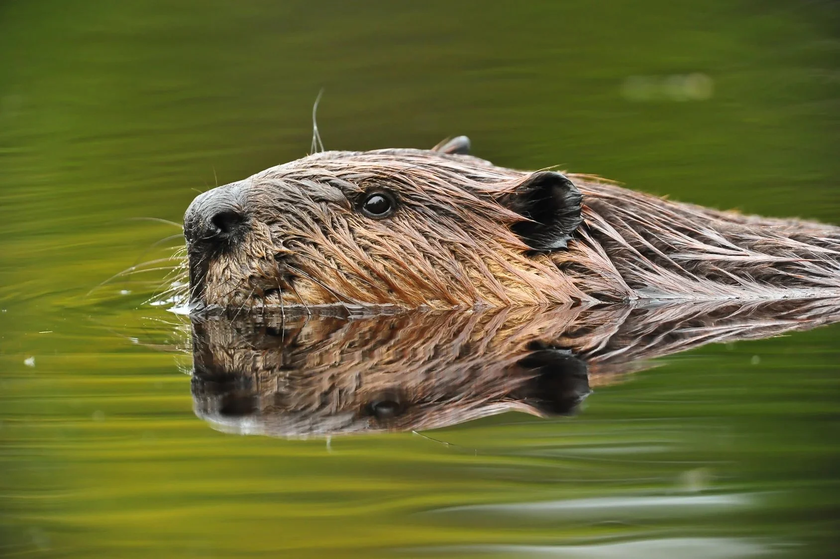 To Conserve More Species, Act While Their Numbers Are High