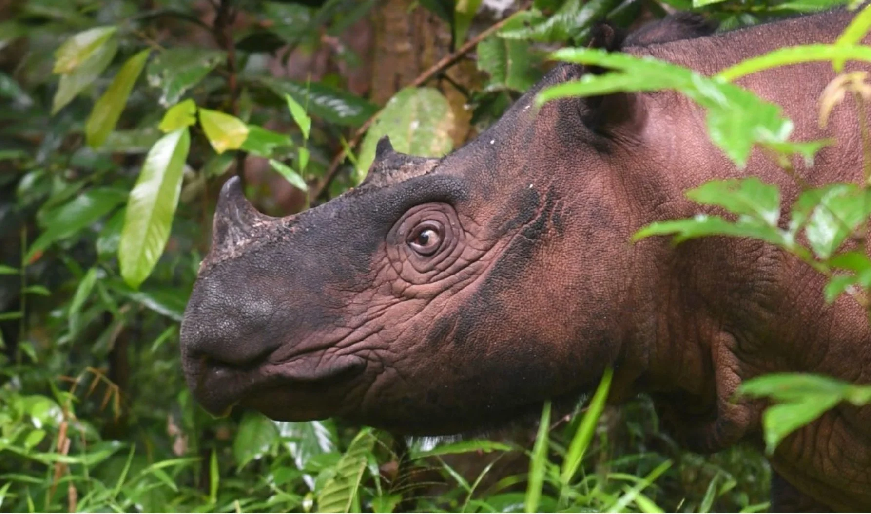 Beyond Extinction: The Green Status of Species