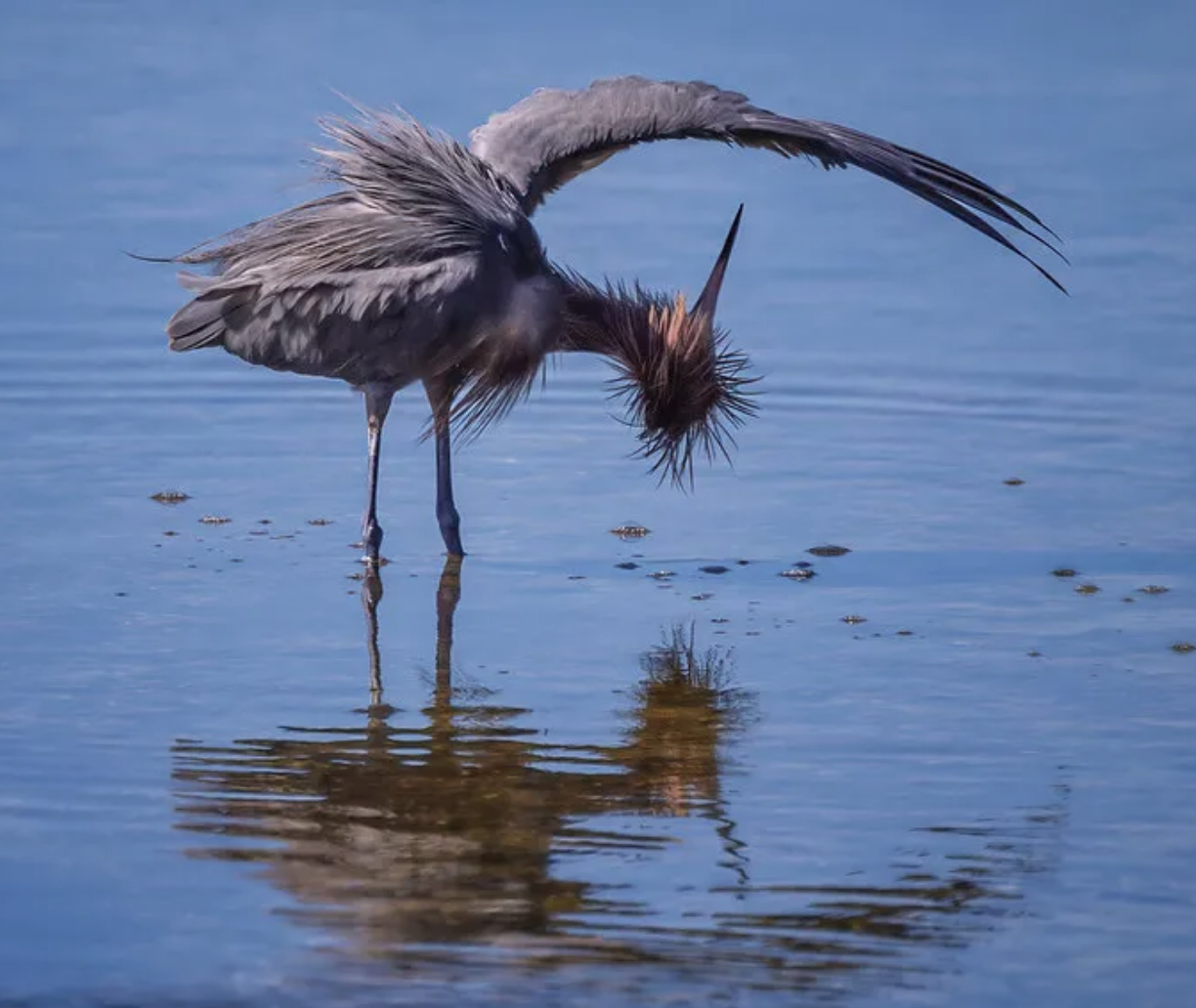 The Joy of Conservation