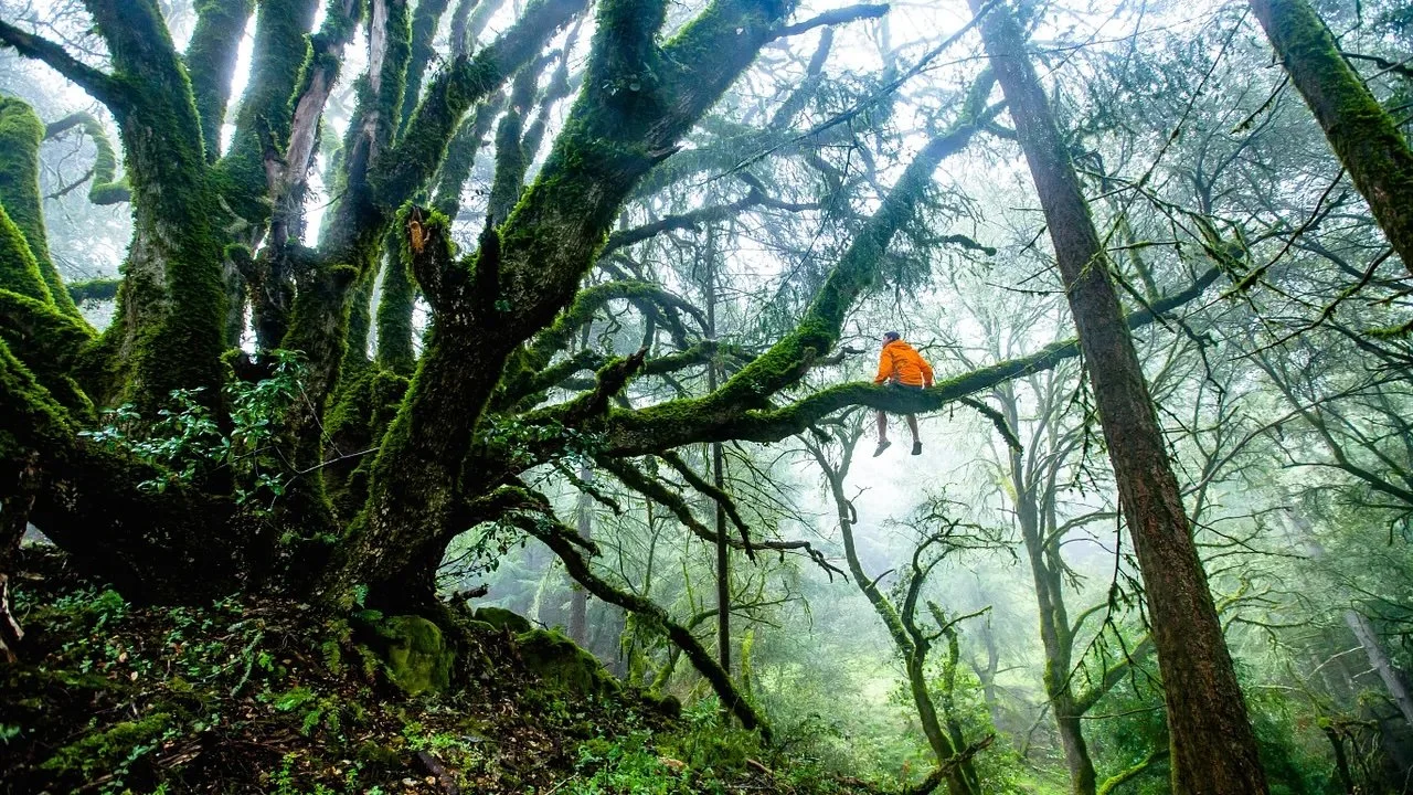 Is Environmentalism Out of Ideas?