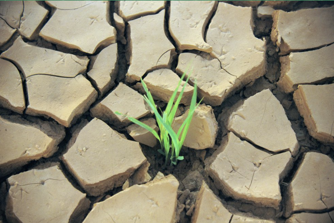 The Future of Conservation Without U.S. Aid