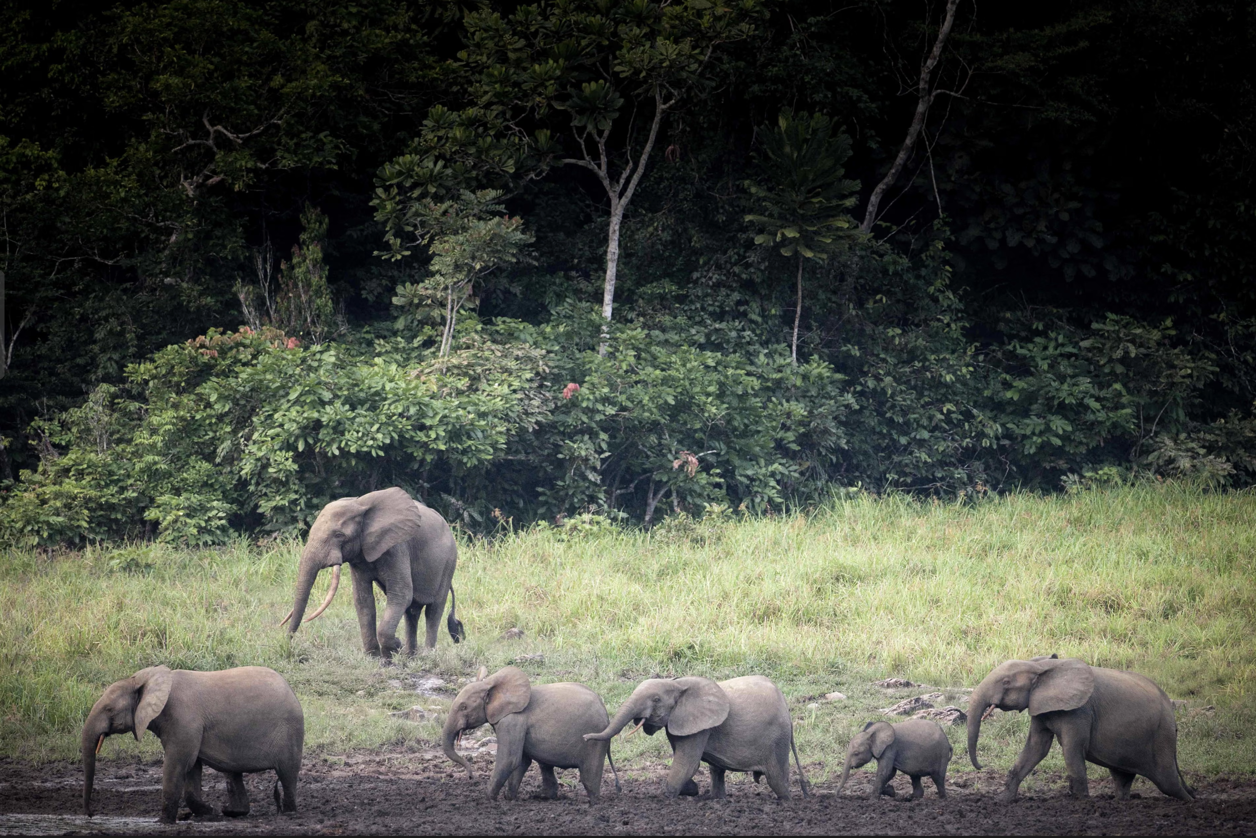 Conservation Plots a Future Without American Money