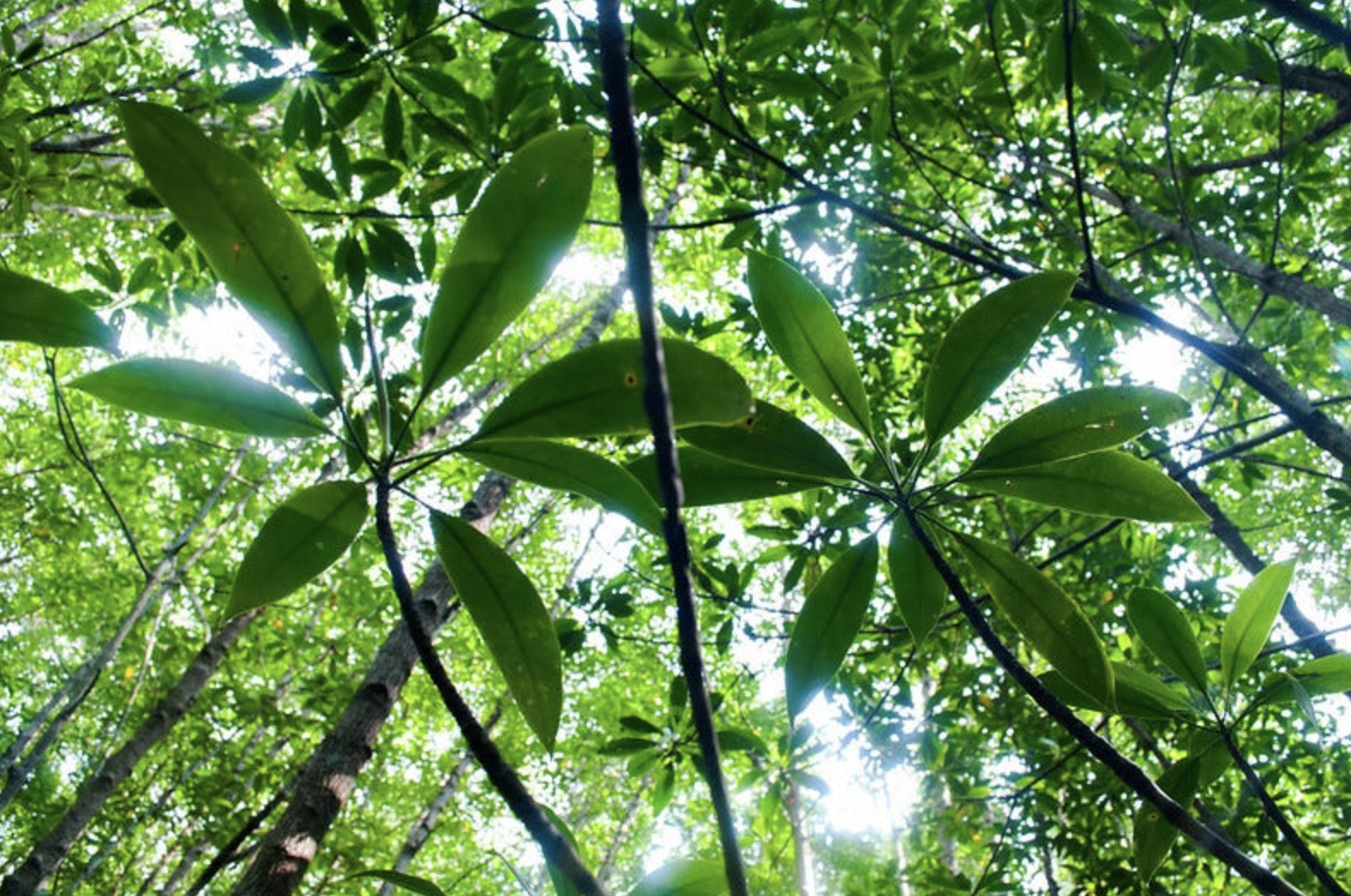 Is Conservation a Religion?