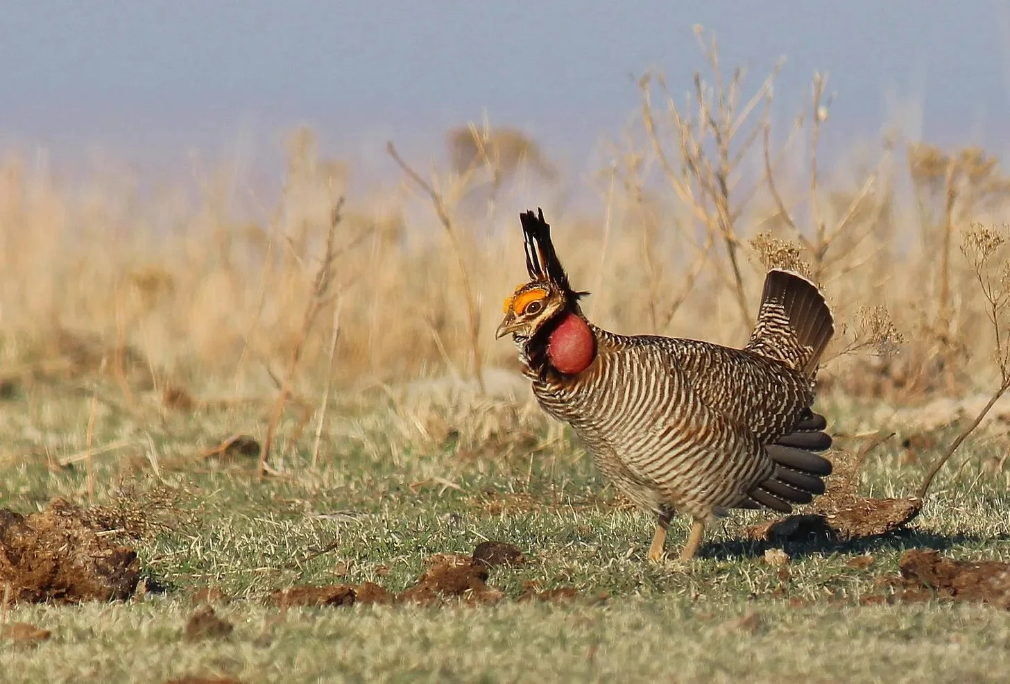 "Conservation Is Not a Failure"