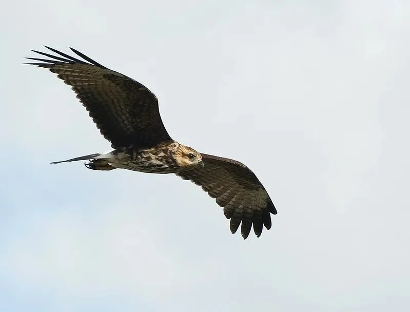 The Little Kite Who Could