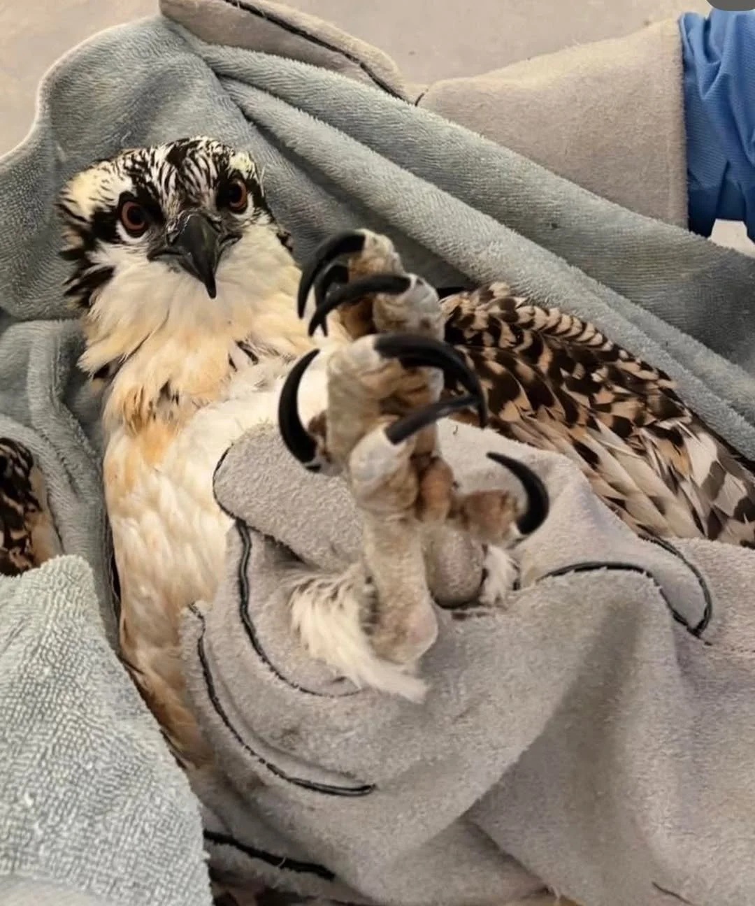 A Dramatic Osprey Rescue, a Case of Lead Poisoning