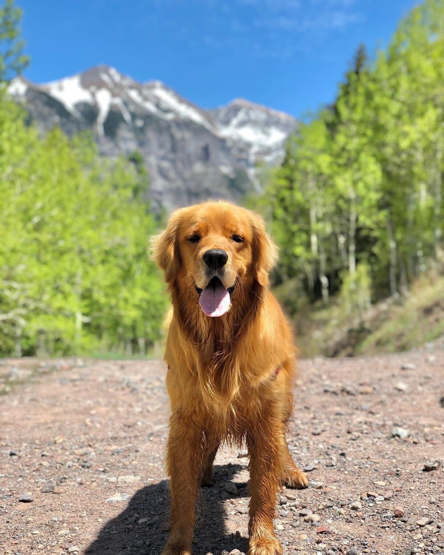 Counting down to summer days like these! 🌼
Fully vaccinated and readdyyy! 

#telluridecolorado #telluride #telluridephotographer #colorfulcolorado #visittelluride #visitcolorado #telluridefamilyphotographer #dogsoftelluride #coloradophotography #hik