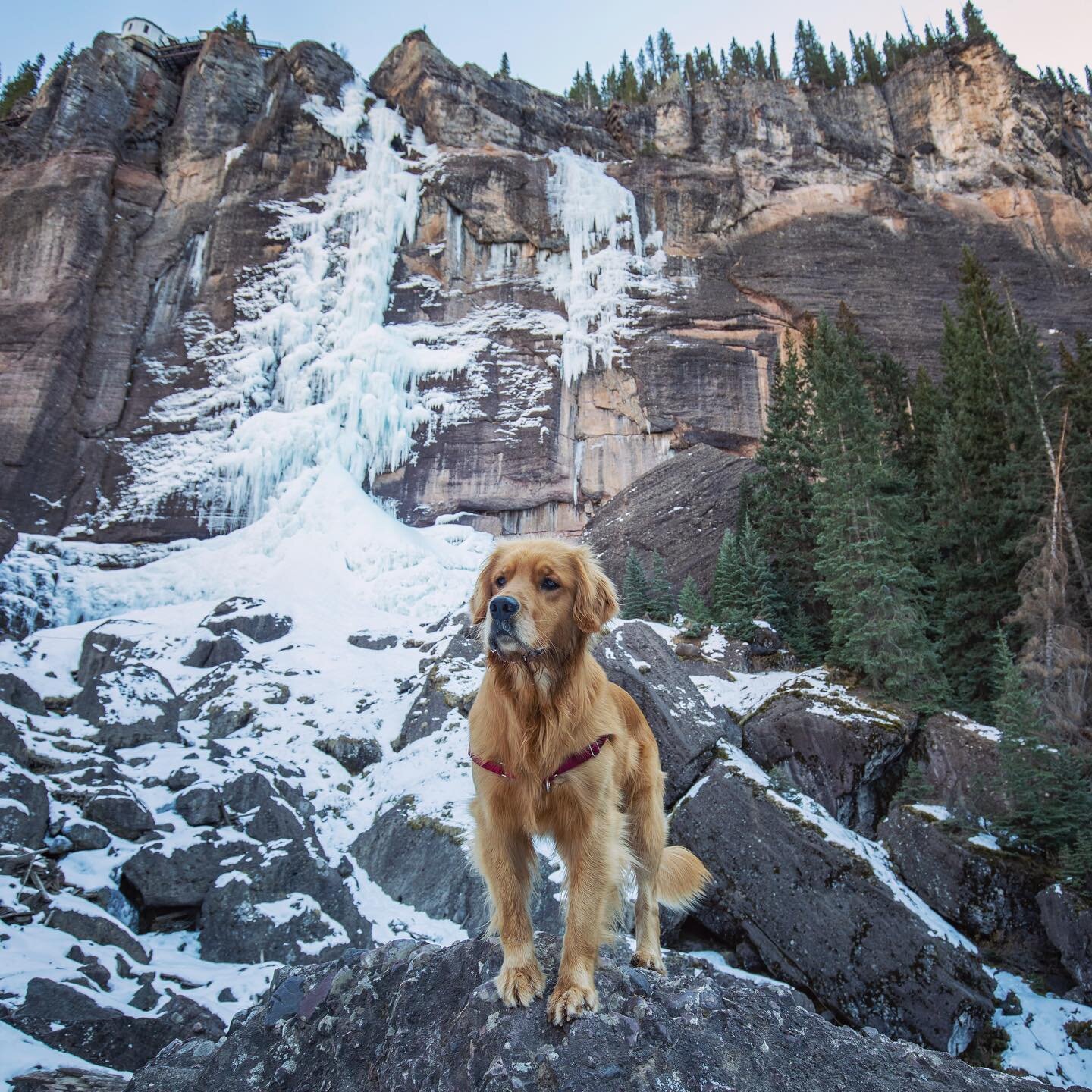 Frozen Bridal Veil Falls ❤️🦮
Ready for this wave of warm weather to start melting everything... C&rsquo;mon summer!

Covid-19 Update:

Day 38 of quarantine, we received our antibody test results today! Both Corey and I are negative. Since results we