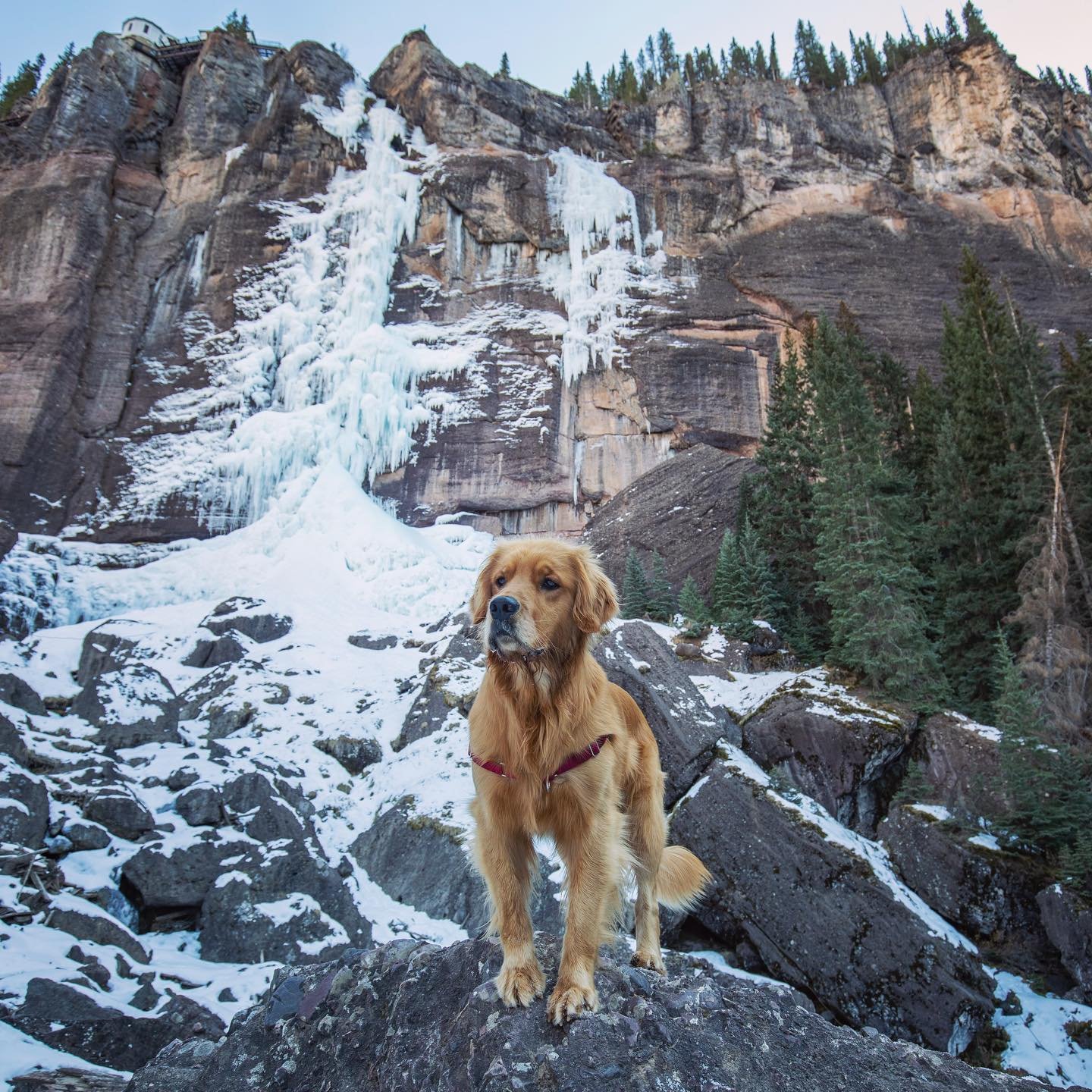 Frozen Bridal Veil Falls ❤️🦮
Ready for this wave of warm weather to start melting everything... C&rsquo;mon summer!  #telluride #telluridecolorado #sanmiguelcounty #colorfulcolorado #bridalveilfalls #frozenwaterfalls #earthdayeveryday #freshairthera