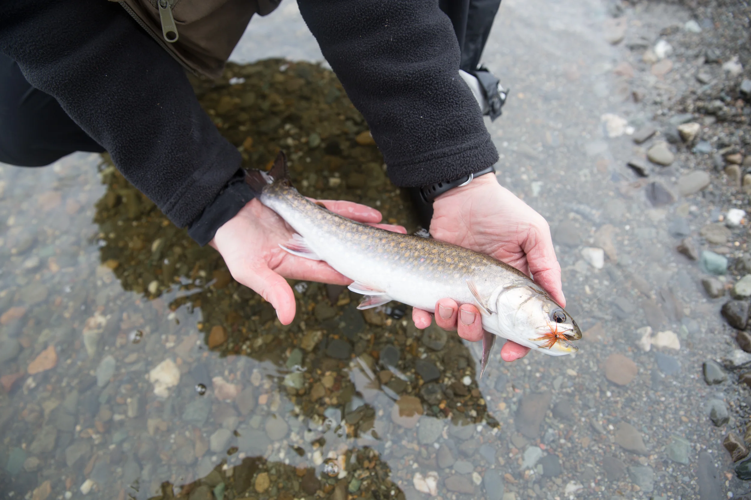 LOG_Website_Allagash_003.jpg