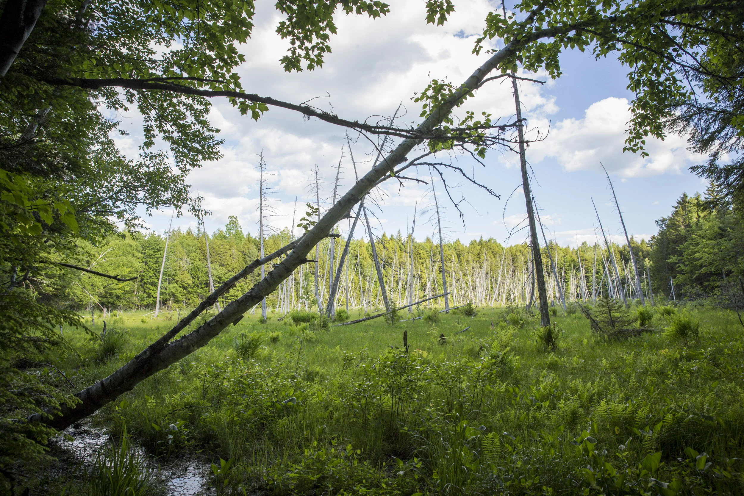024_LG1661_DownEast_NorthWoods_0016.jpg