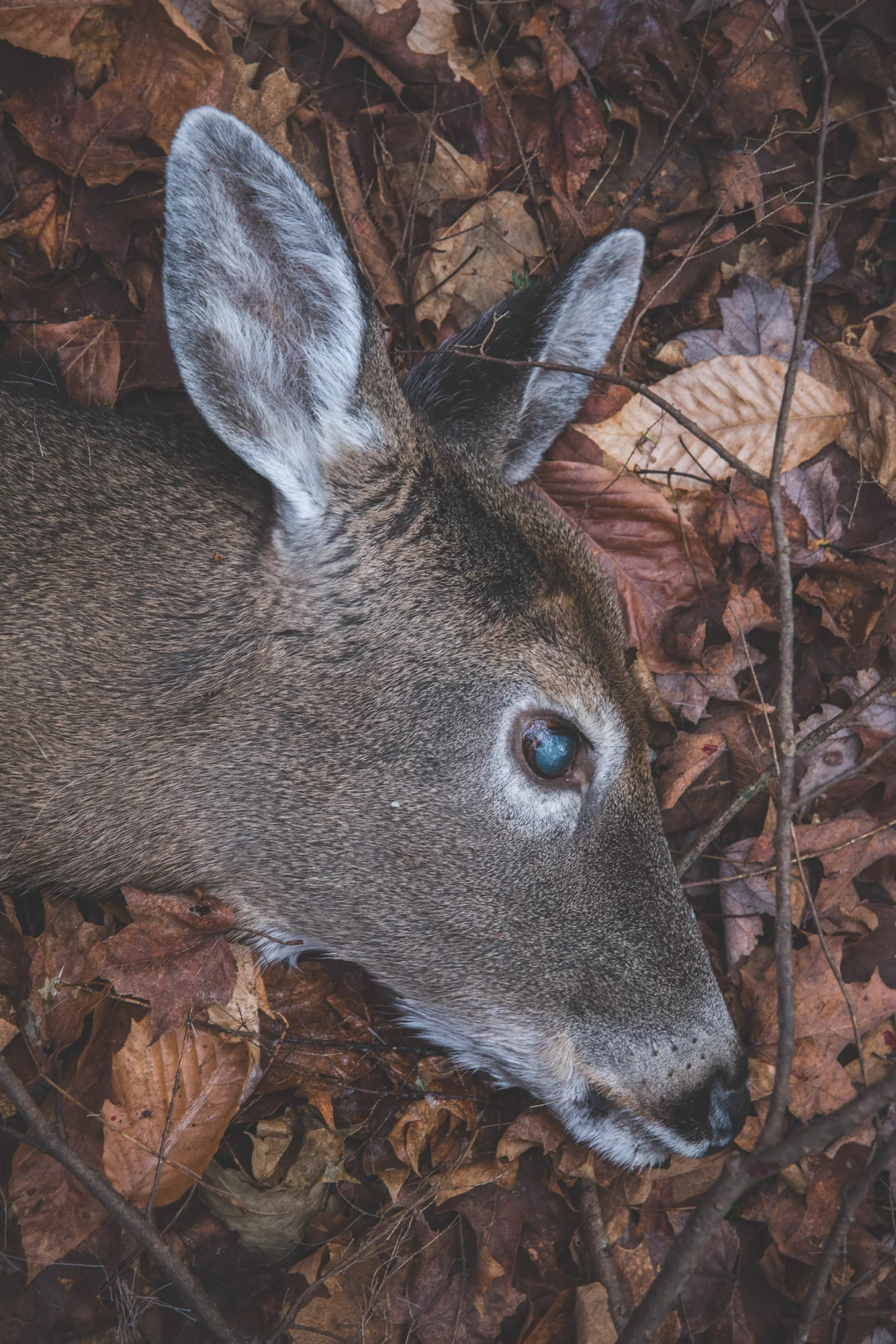 LOG_Website_OutdoorLife_0027.jpg