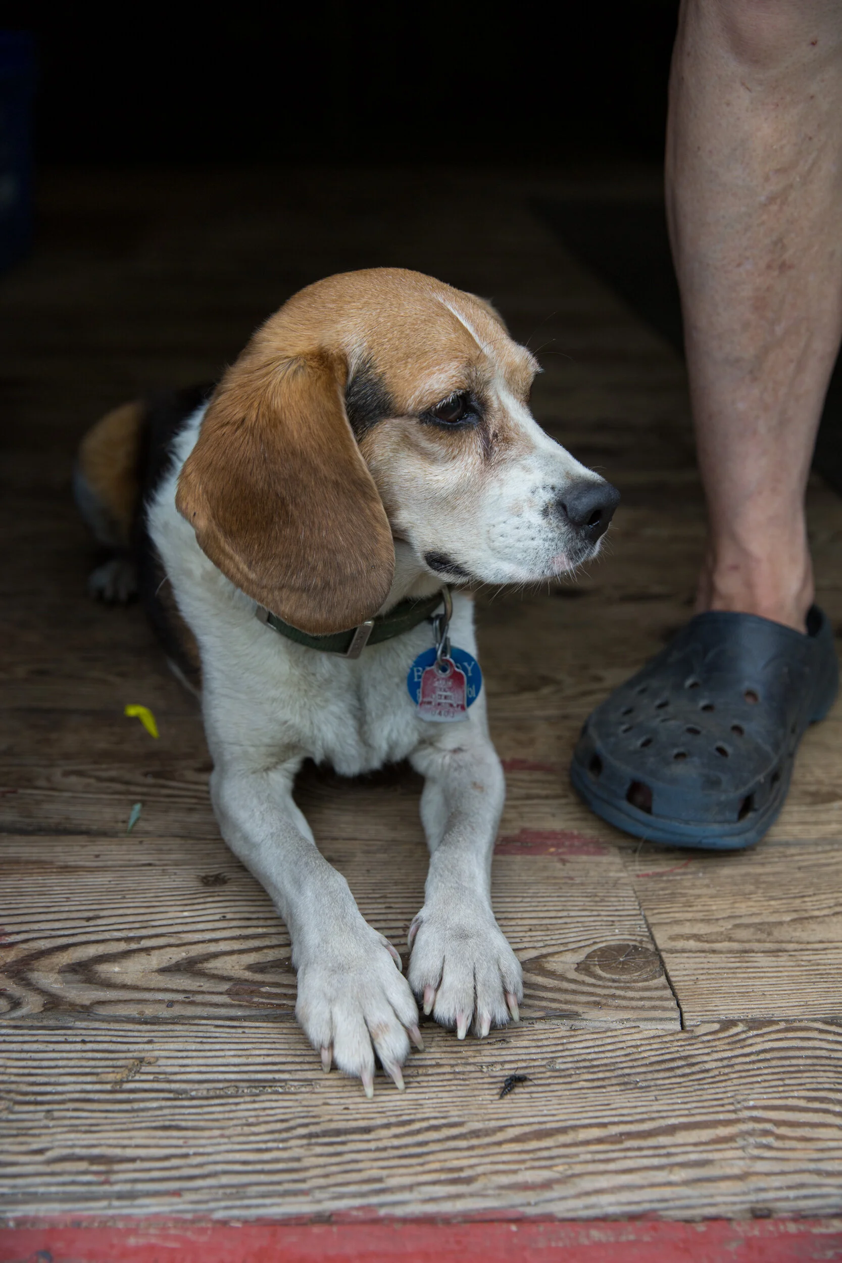 LOG_Embark_Doggo_010.jpg