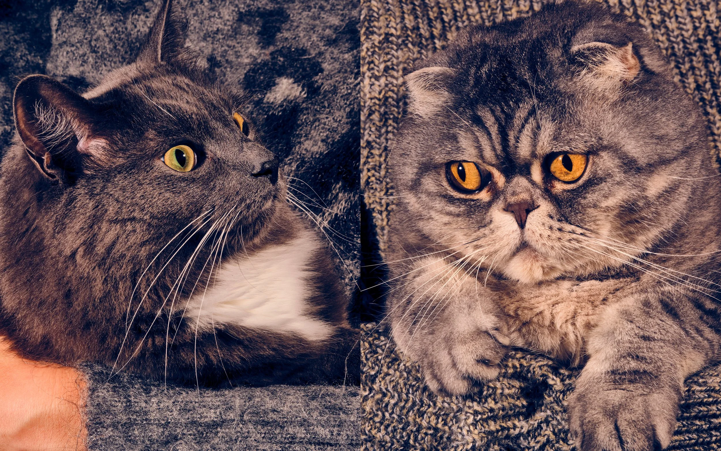 Christmas Cats