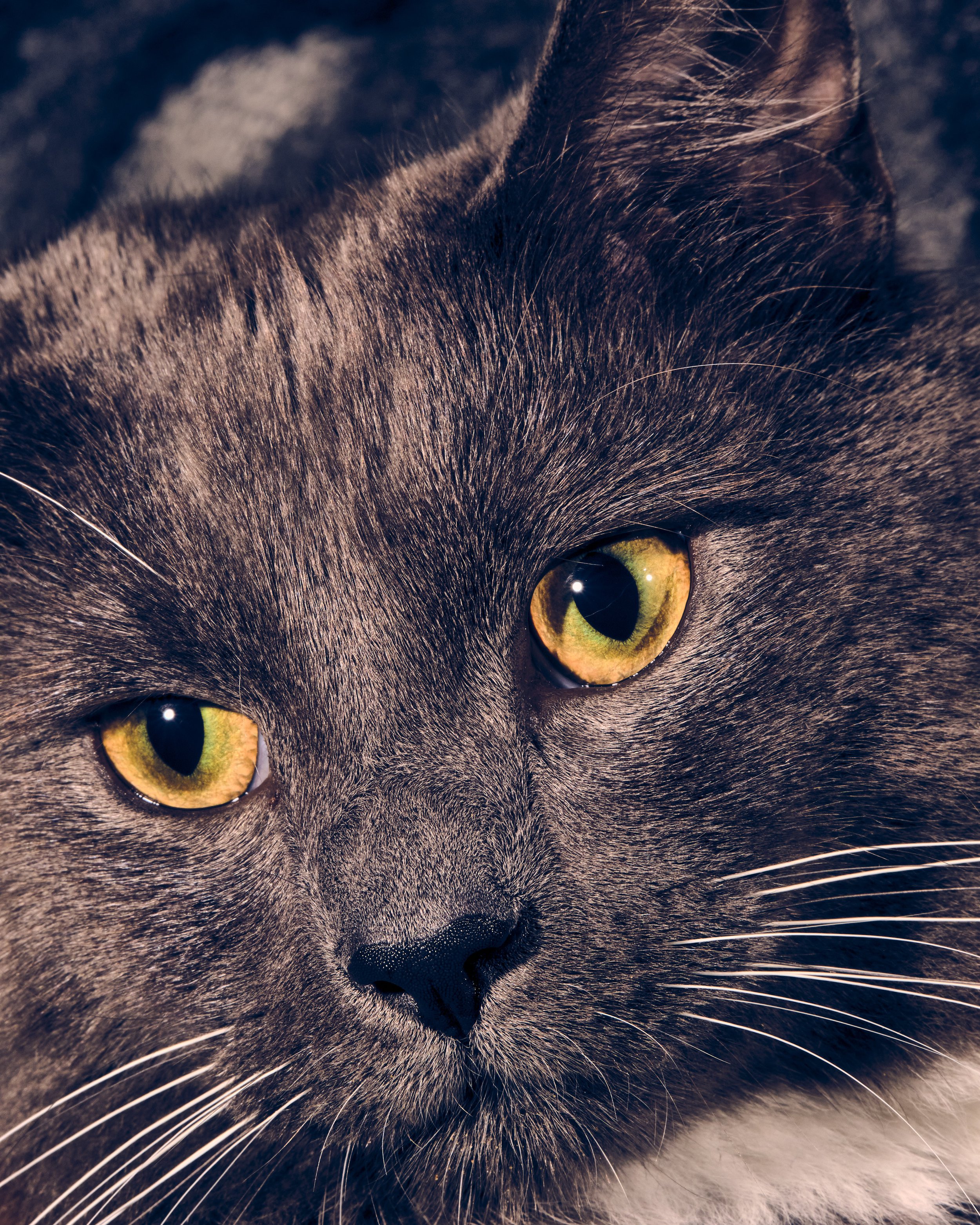 addiechinn-2025_12_20-ChristmasCats4885.jpg