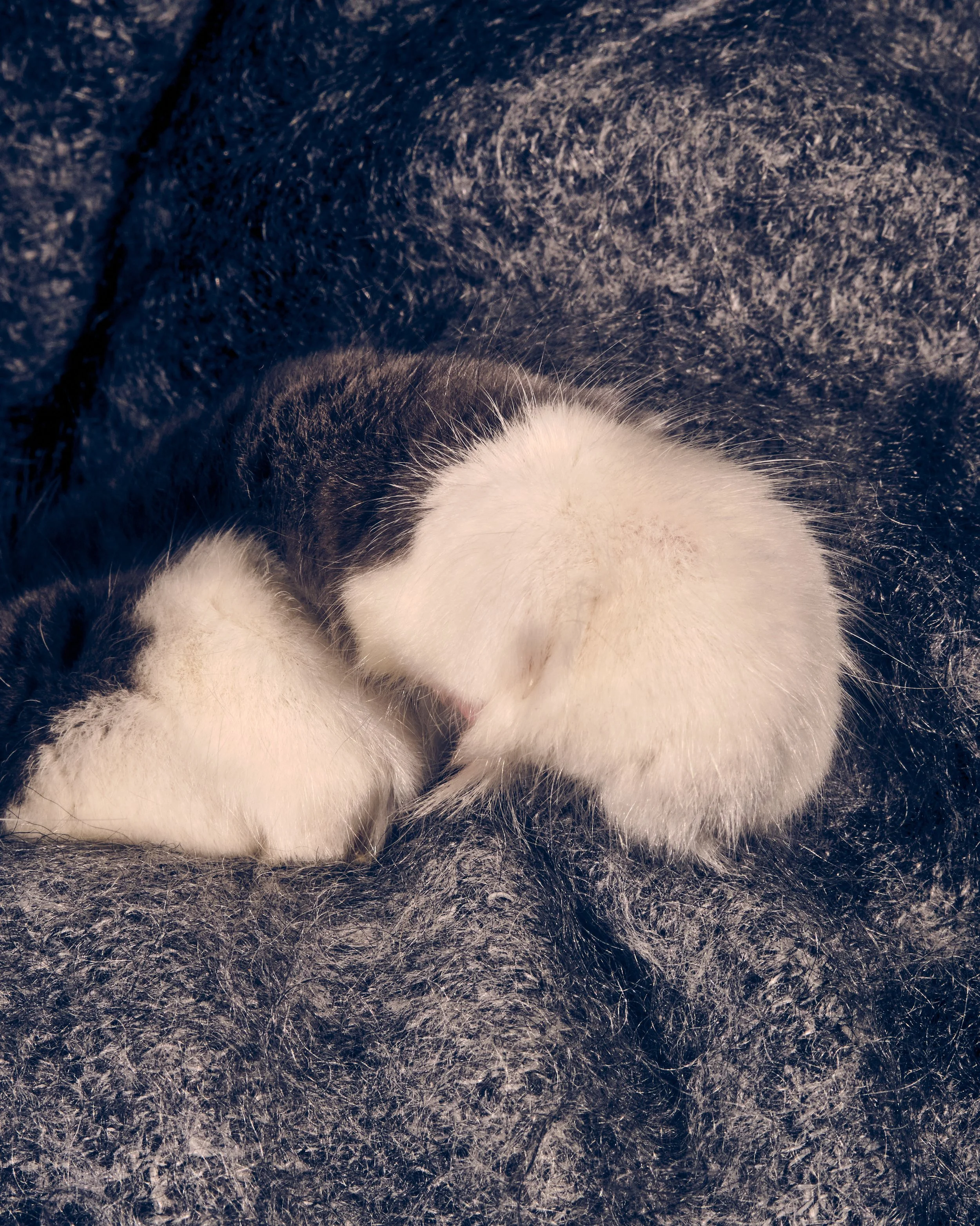 addiechinn-2025_12_20-ChristmasCats4887.jpg