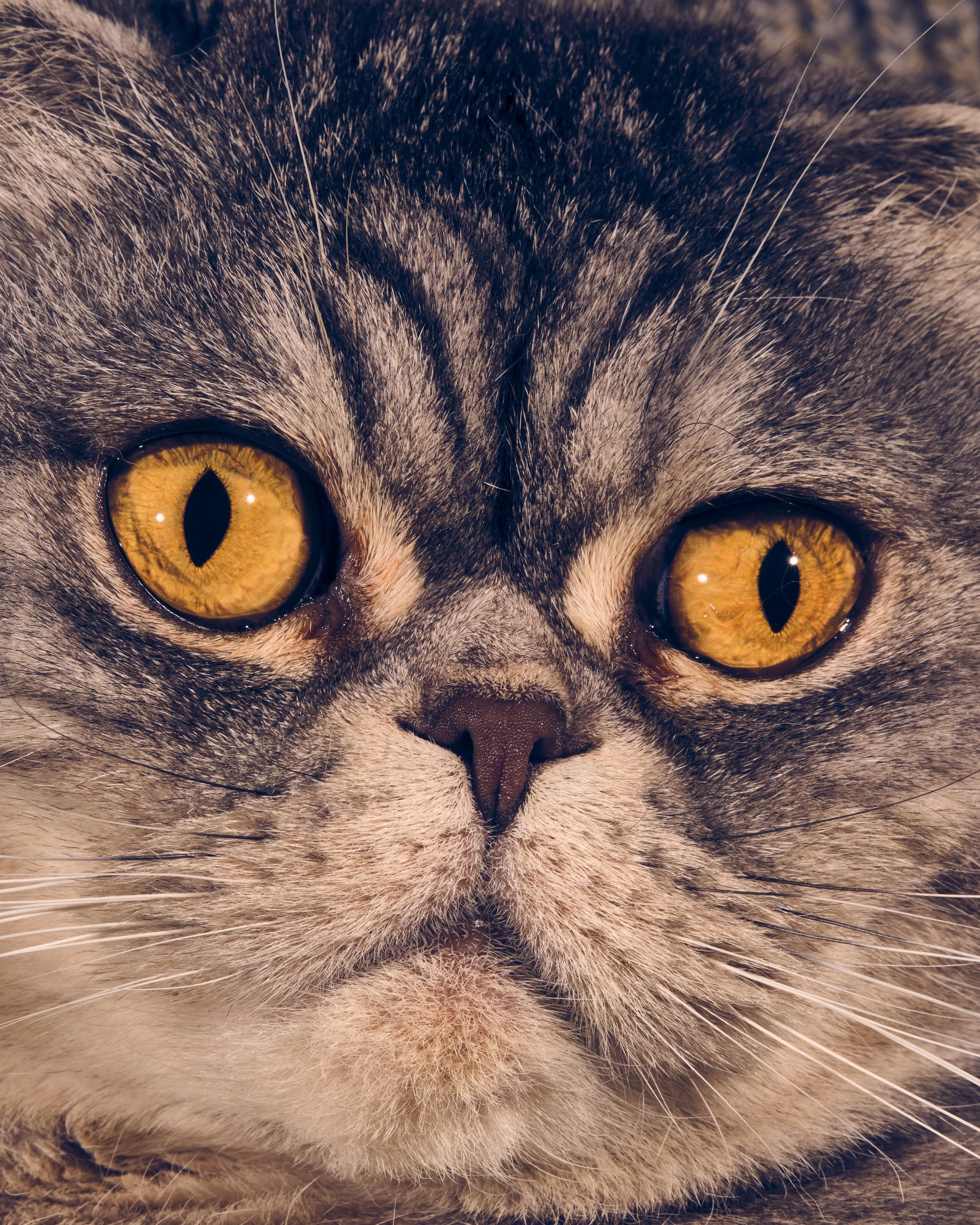addiechinn-2025_12_20-ChristmasCats4848.jpg