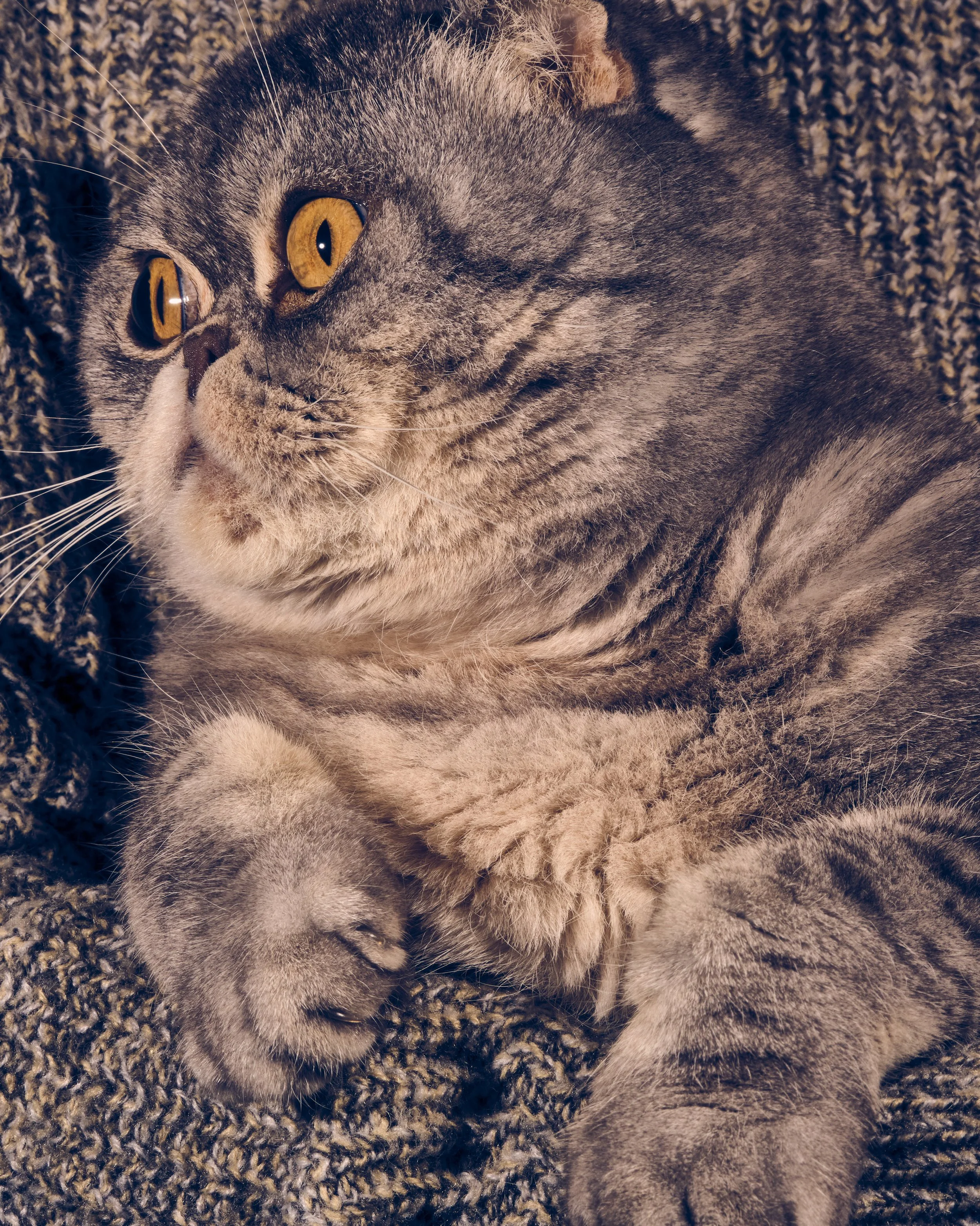 addiechinn-2025_12_20-ChristmasCats4846.jpg