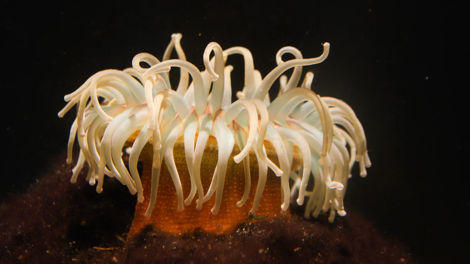 Anemone-7223.jpg