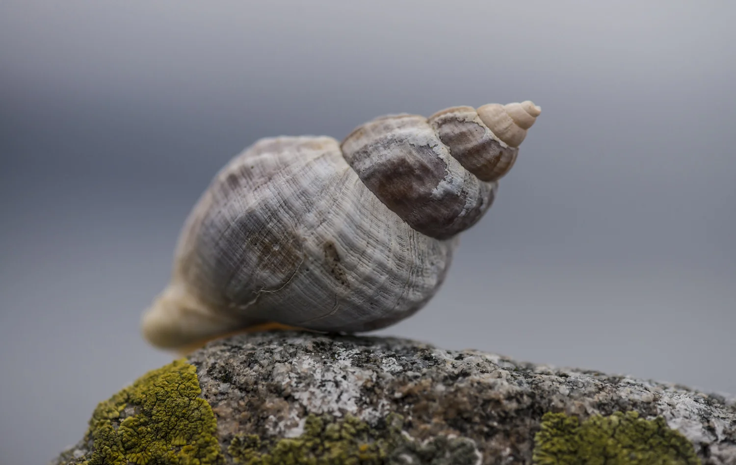 Nettsnegle-1033.jpg