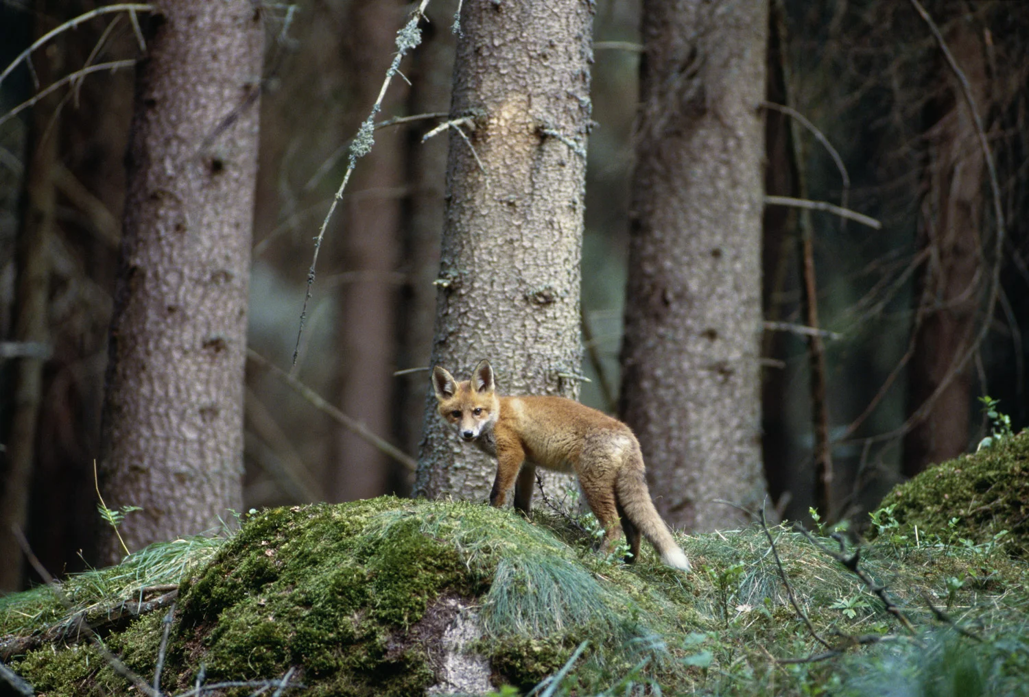 Sondre-Sandoy-07174.jpg