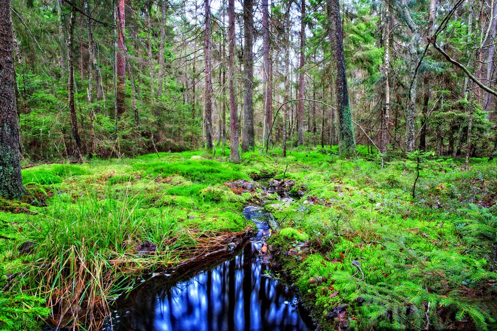 Mange er nok overrasket over hvor mye skog det er på Hvaler. Her finnes alt fra bøkeskog via oaser med svartorsumpskog til grantrær. Bildet er fra det flotte turområdet Barlinddalen på Vesterøy.