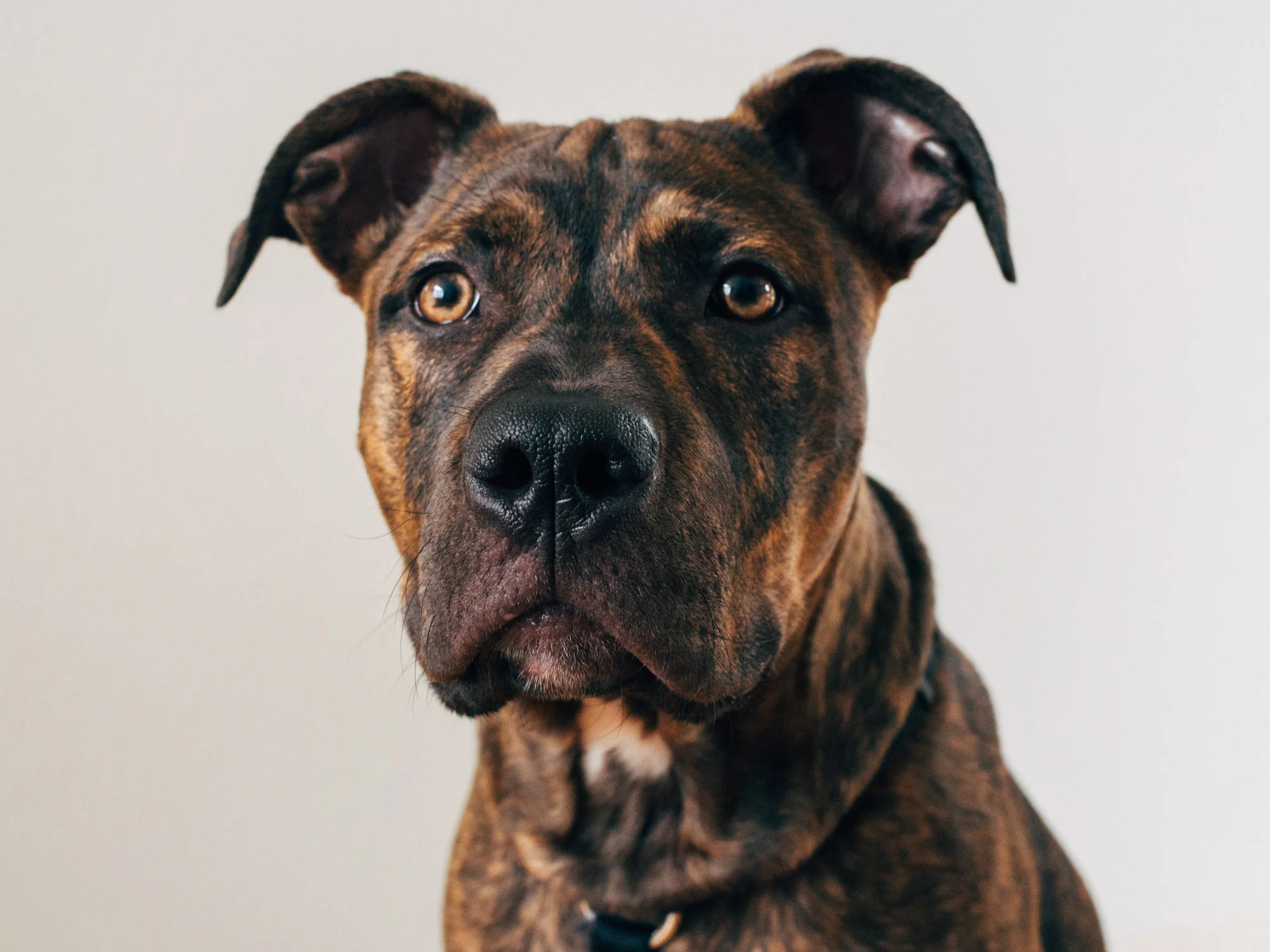 Studio Manager, Big Baby Koa
