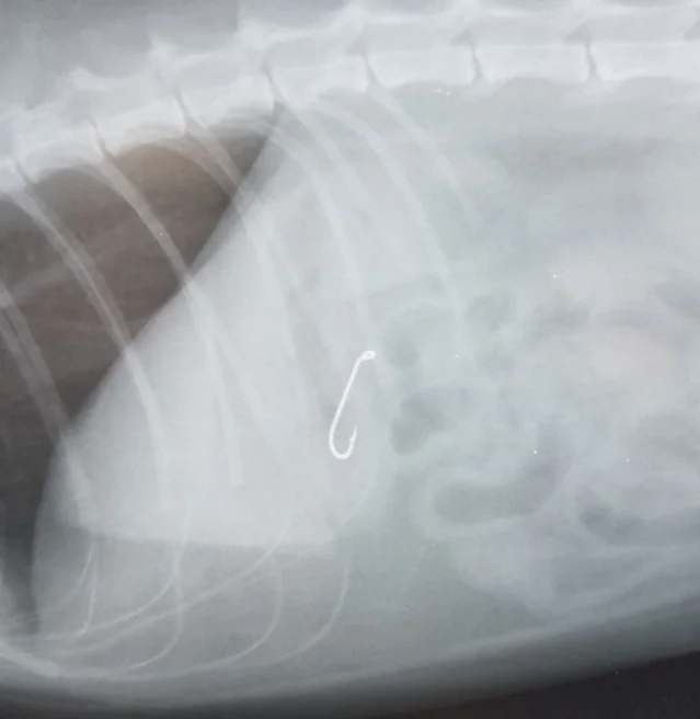 Fish hook found inside "Milo" 