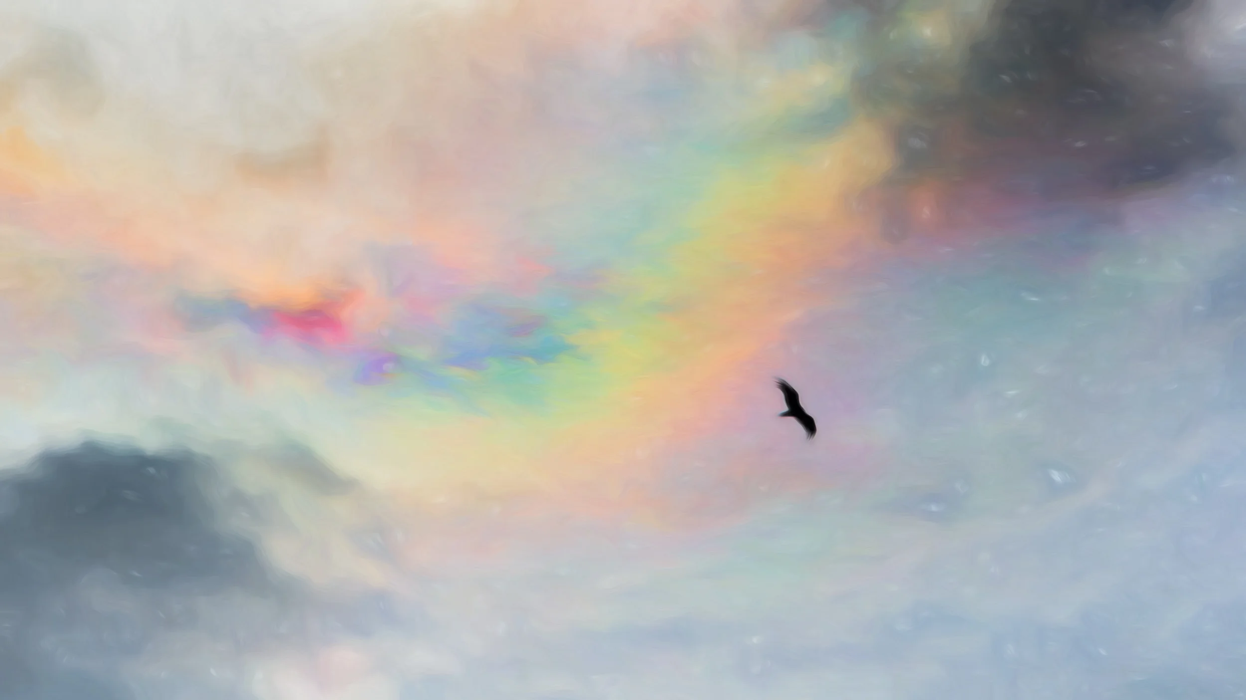 “Envy of Flight” - Photography Artist Kevin Sibbitt