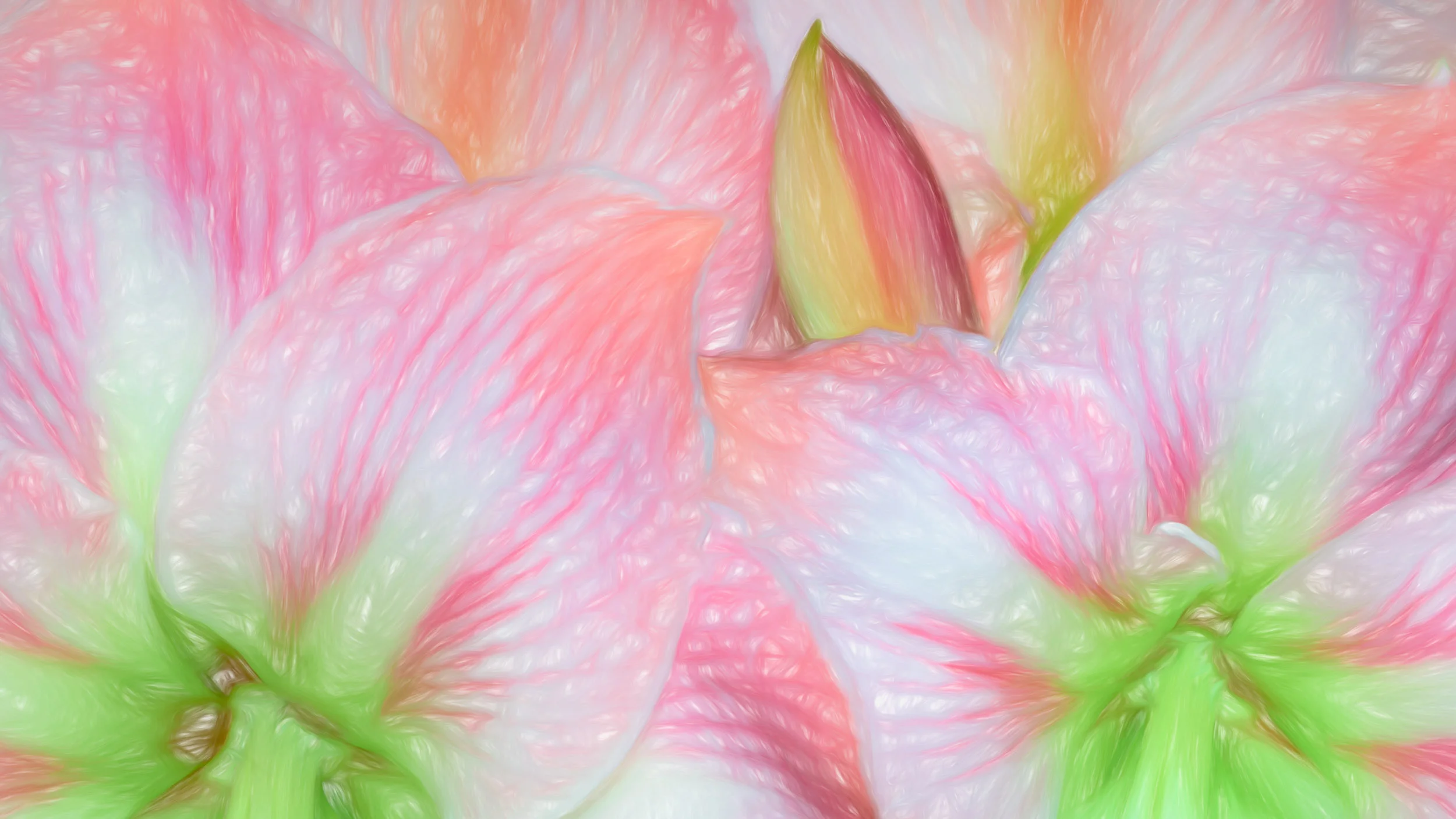 “Apple Blossom Amaryllis” - Photography Artist Kevin Sibbitt