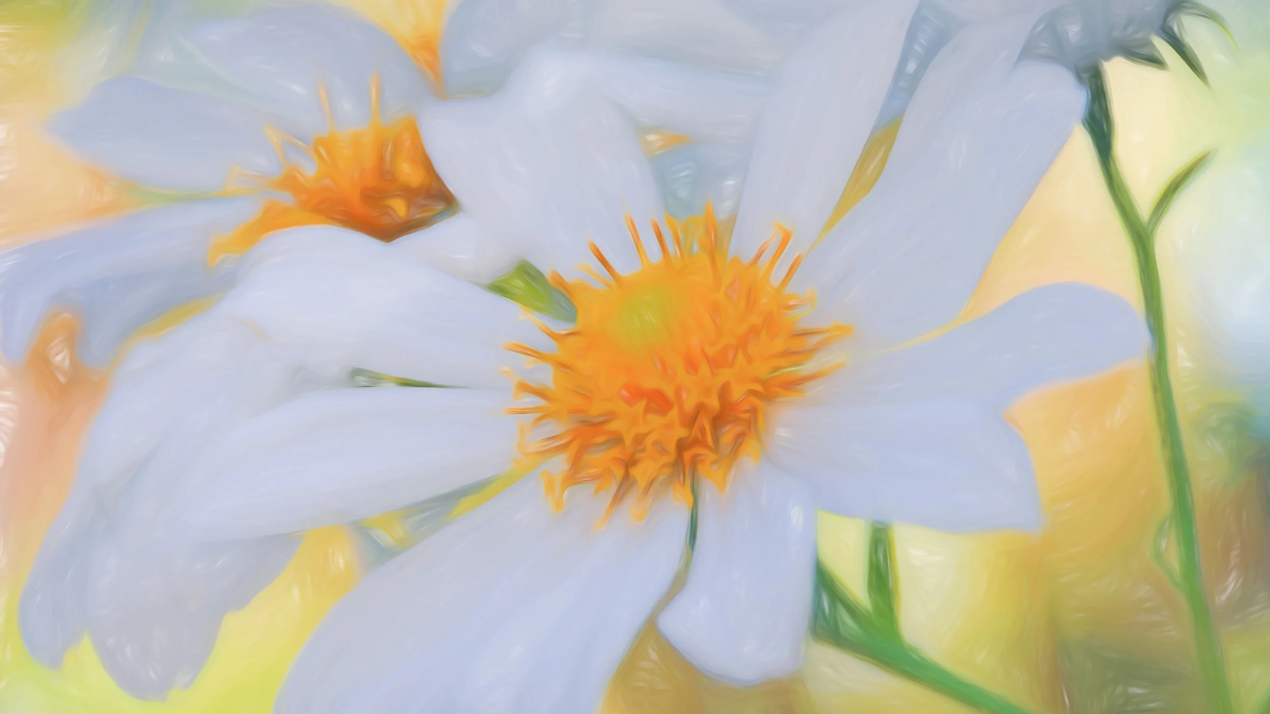 “Garden Daisy” - Photography Artist Kevin Sibbitt