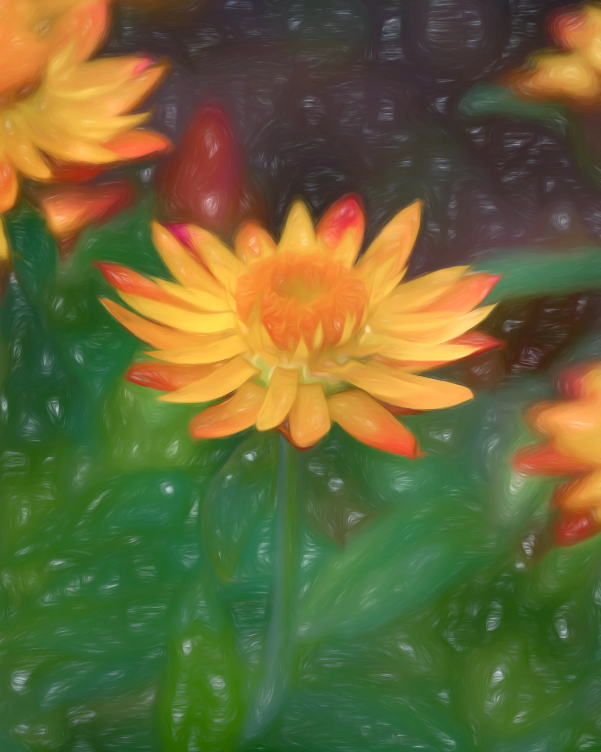 “Strawflower Portrait” - Photography Artist Kevin Sibbitt