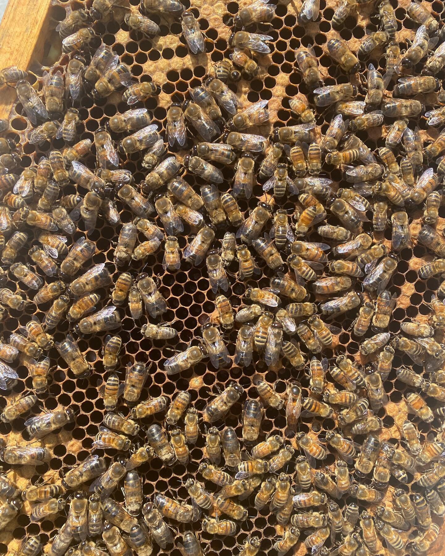 #Queenspotting among #drones 
.
.
.
Leave me a 👑 if you find her!
.
.
This beautiful hive lives at @hotelparadox and is juicy and beautiful 
.
.
#bees #beekeeping #queenbee #royal #retinue it&rsquo;s like @_wheres.waldo_._ over here!
