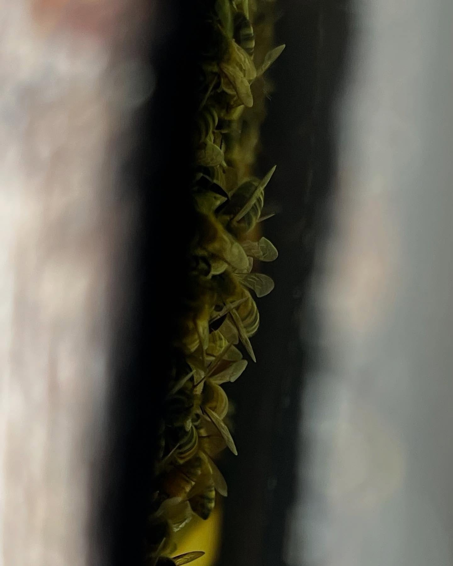 Winter beekeeping.
.
Regular hive checks are essential for the survival of bee colonies. But on cold, windy or rainy days,  beekeepers should not open hives. The bees are clustering to stay warm and opening their hive is like opening the door of your