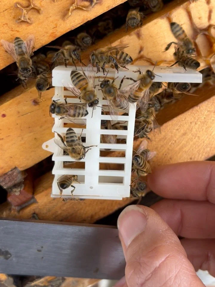 Happy new year!
.
Here you see me releasing a queen bee I caged back at the beginning of December. This is a &ldquo;mechanical&rdquo; treatment for varroa mite control where you isolate the queen bee for 3-4 weeks so she cannot lay eggs. This creates