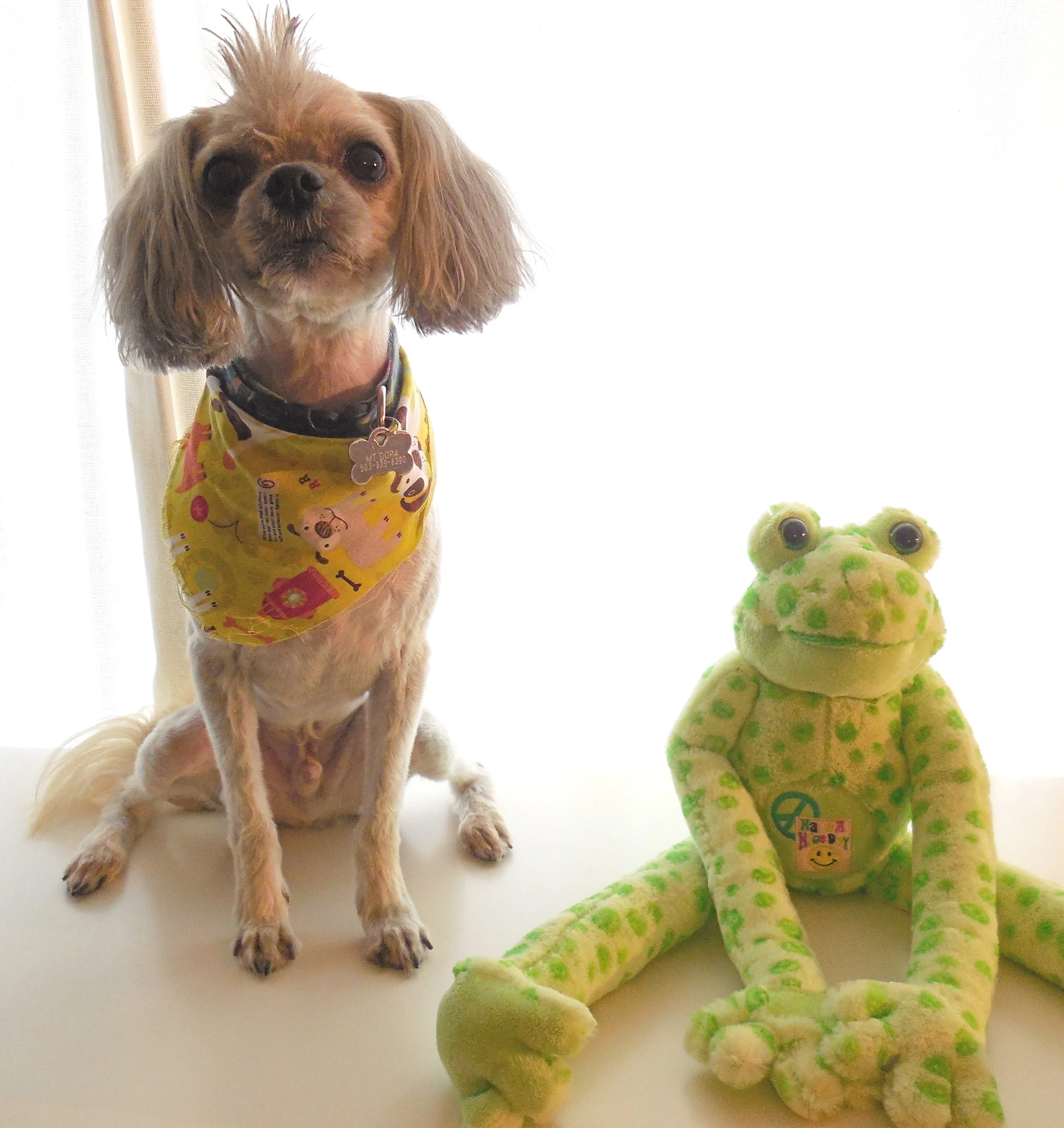 Judie's dog Buddy!