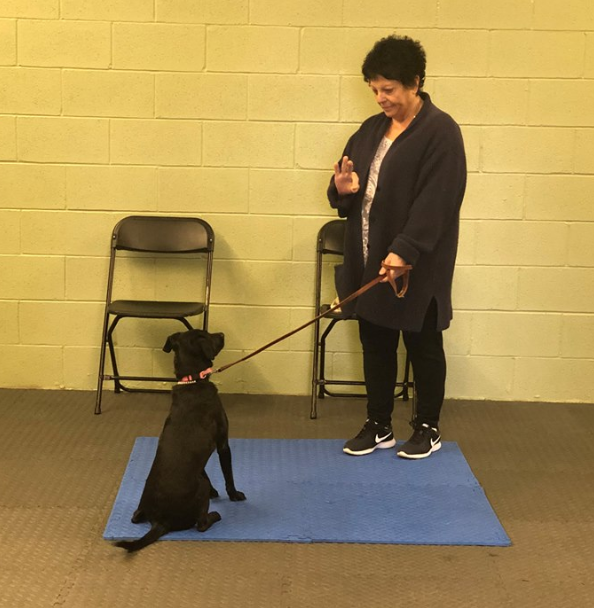 obedience2beginner.png