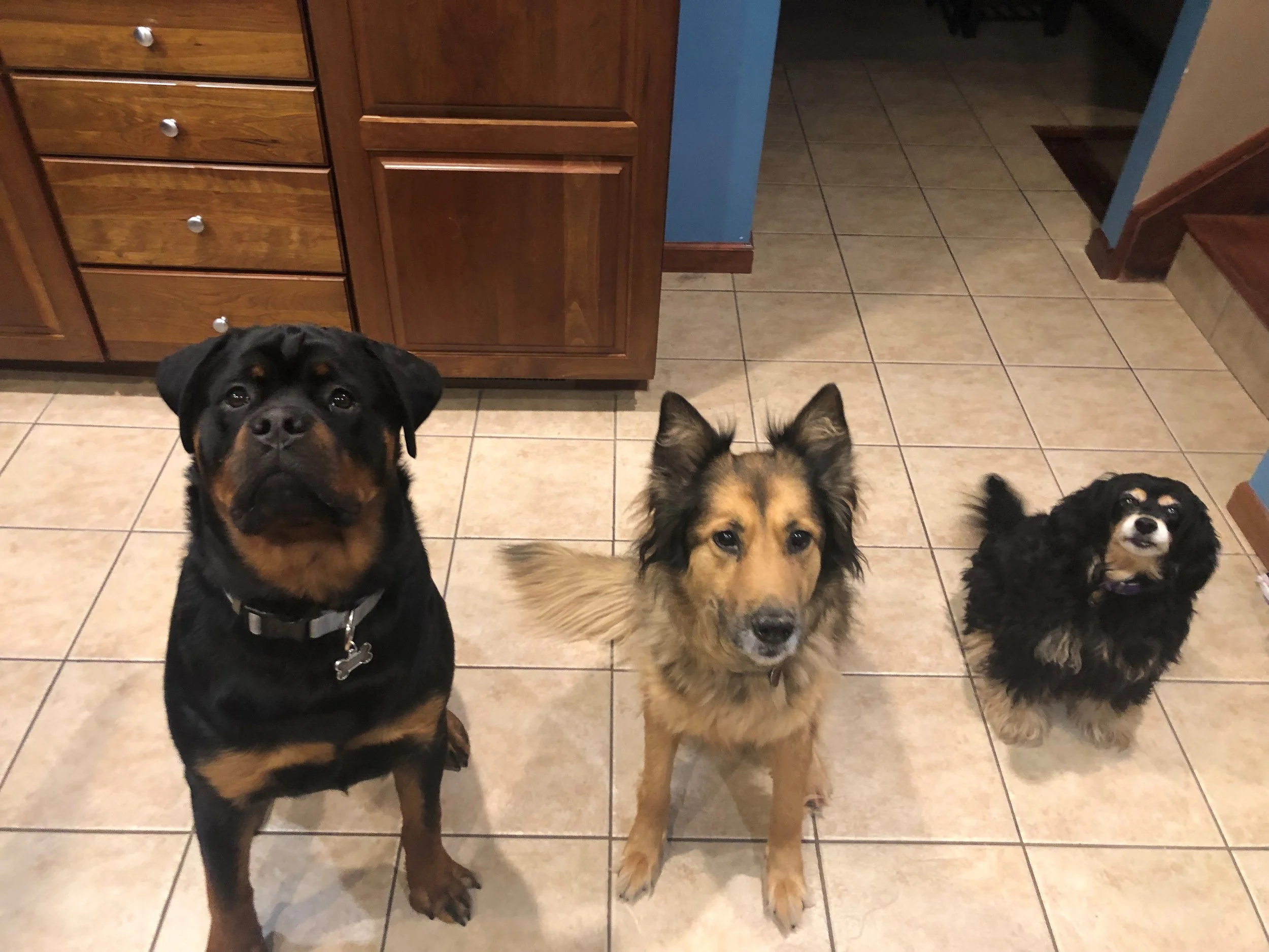 kelleydogs.jpg