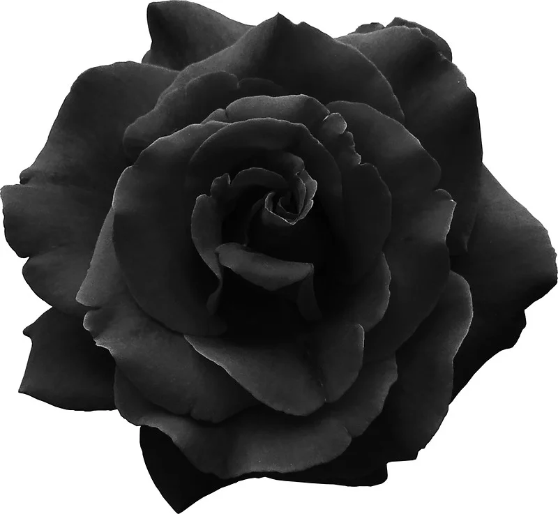 flat,800x800,075,f.u1.jpg