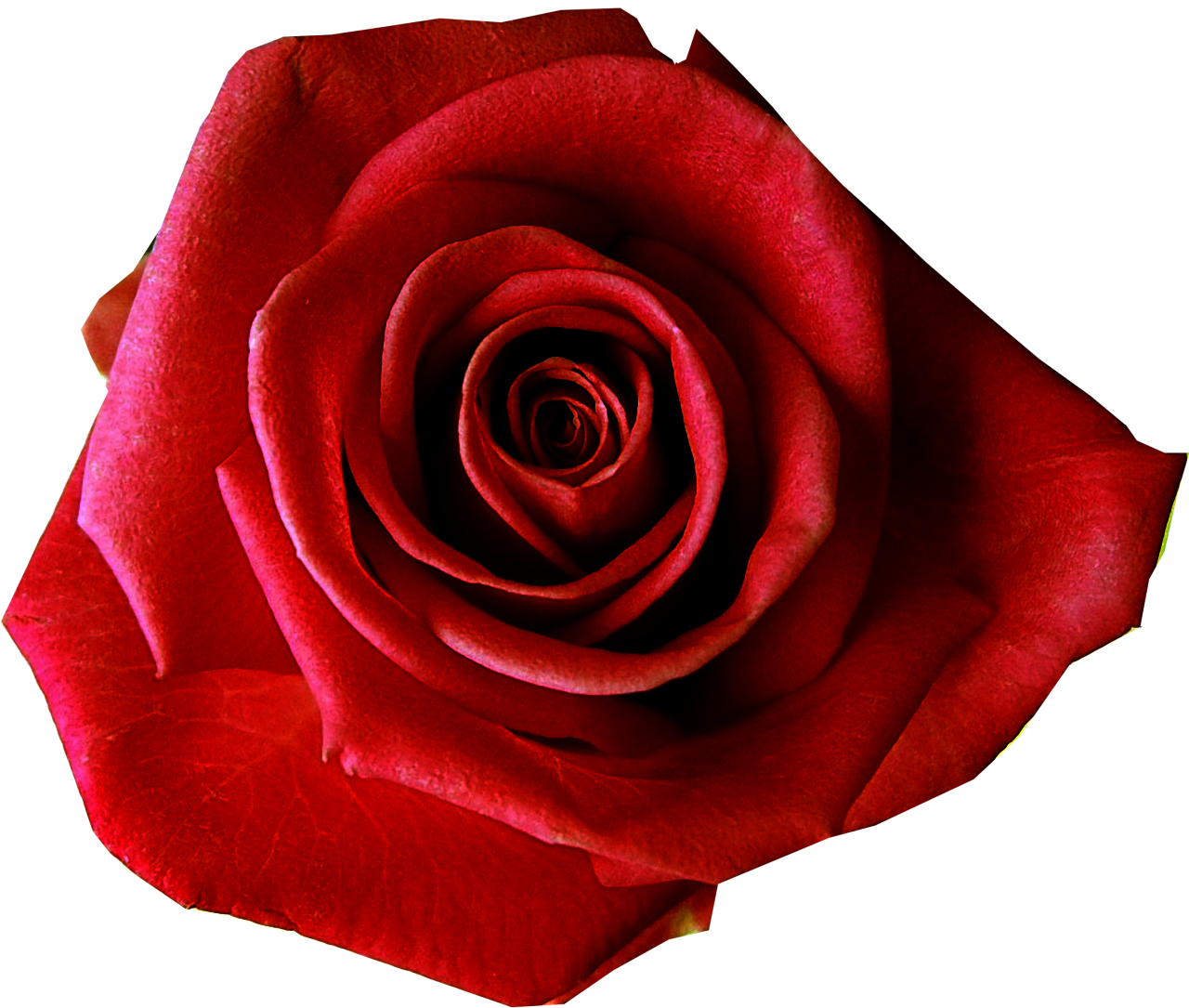 red-flower-clipart-flower-transparent-background-18.png